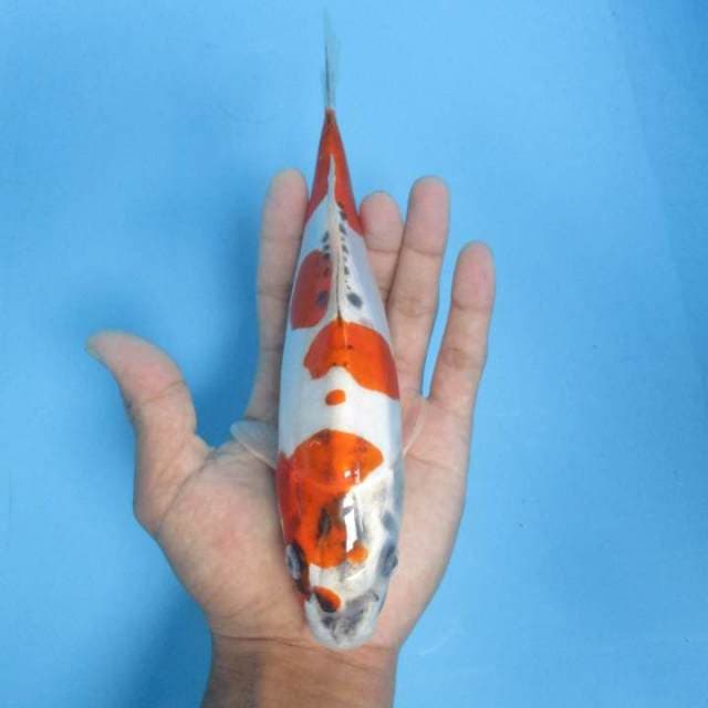 Kiko 24cm