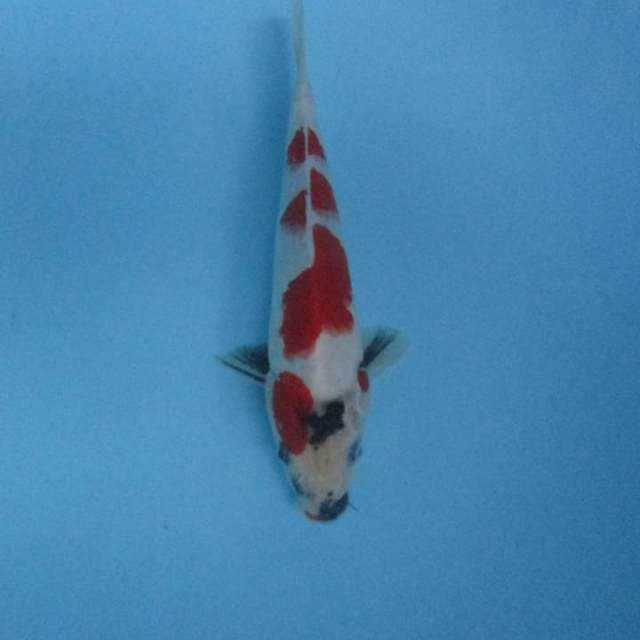 Showa 23cm