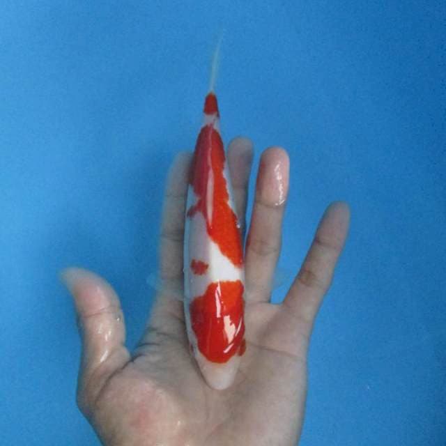 Super Kohaku 20cm