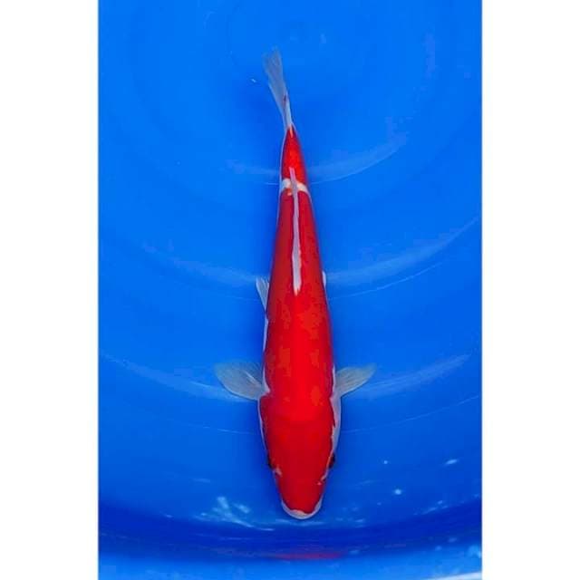 Strong Doitsu Kohaku Original 31cm (M)