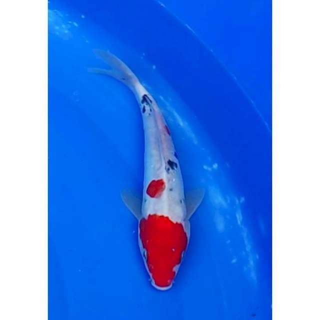 Maruten Sanke Doitsu Original 23cm (F)