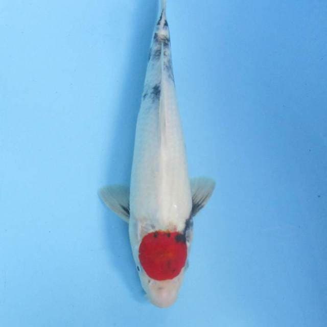 Tancho Showa, 33 cm