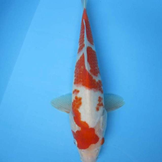 Kohaku jumbo