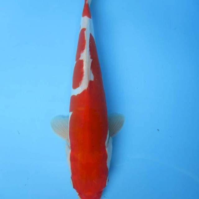 Kohaku doitsu