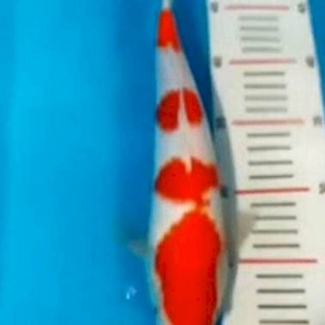 Dainichi Kohaku