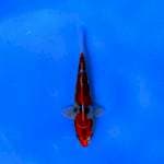 Kin Showa 17cm