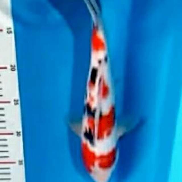 Dainichi Sanke