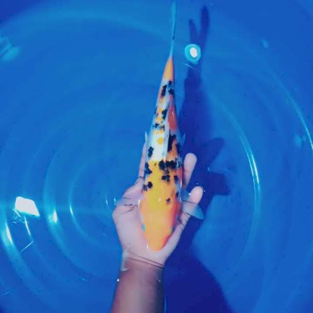 Sanke 30 cm