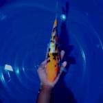Sanke 30 cm