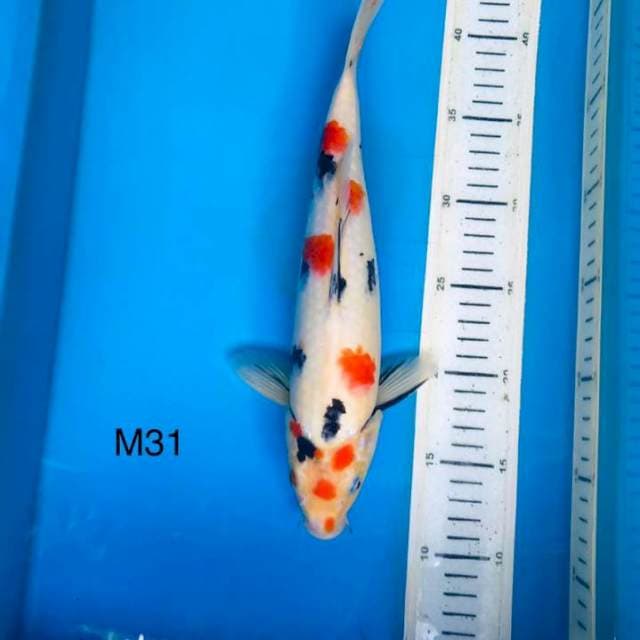 Sakura sanke 31cm
