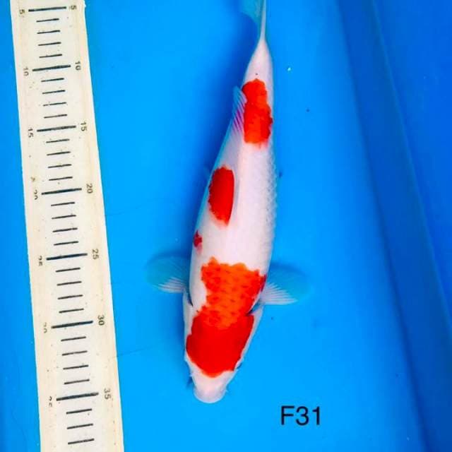 Kohaku 31cm