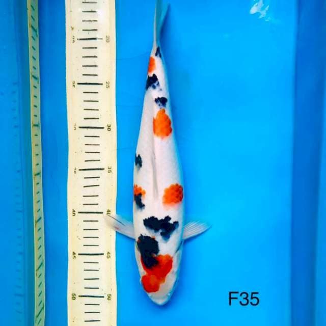 Sakura sanke 35cm