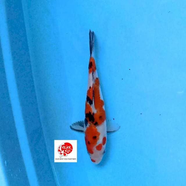 Sanke 21 cm