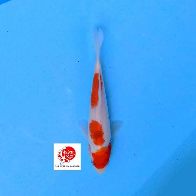 Kohaku 21 cm
