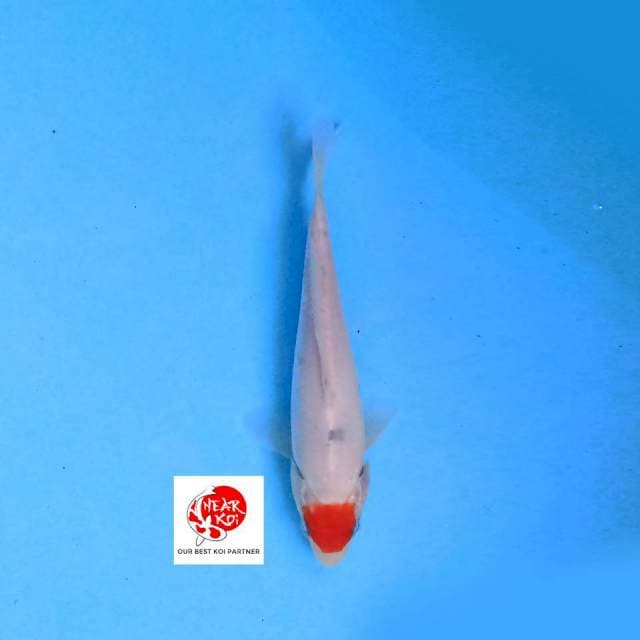 Tancho Sanke 18 cm
