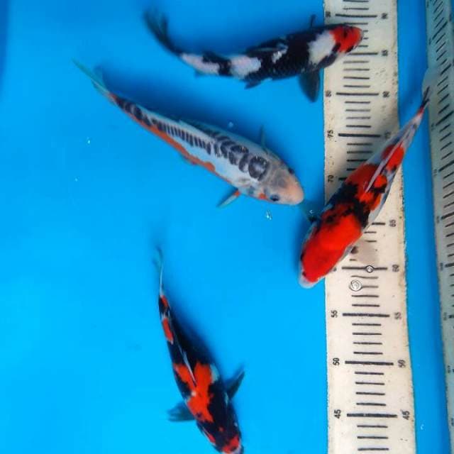 Mix 4 ekor 22-28cm