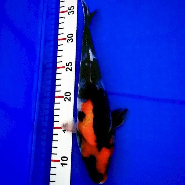 Showa//29cm