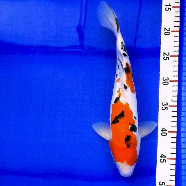 Sanke doit//33cm