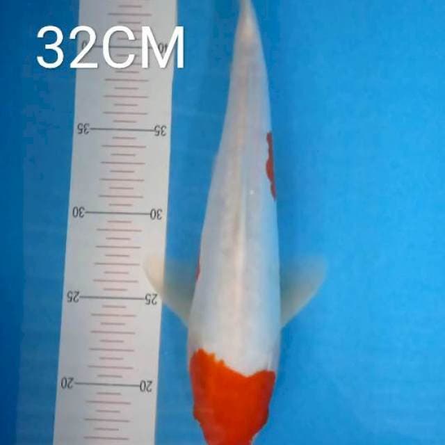 Maruten kohaku doit 32 Cm