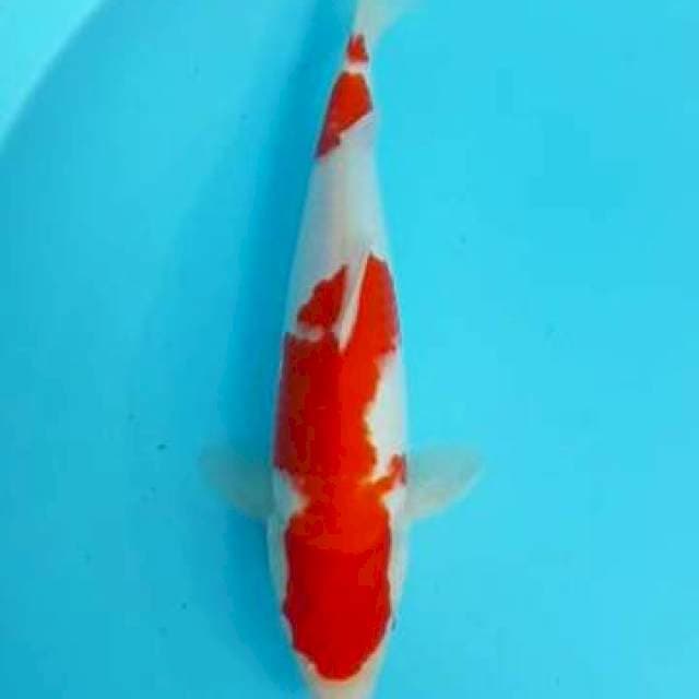 Kohaku 29 jantan