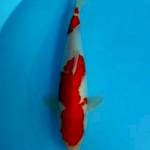 Kohaku 29 jantan 