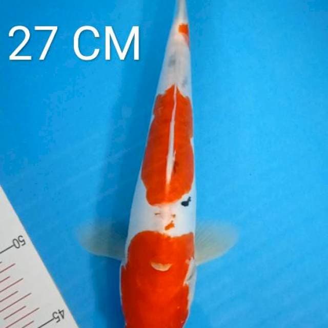 Sanke Doitsu 27Cm