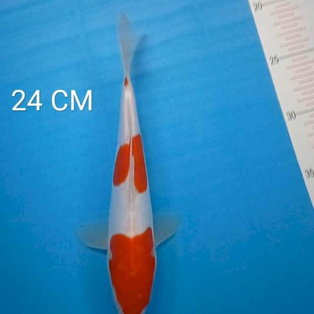 Kohaku Doitsu