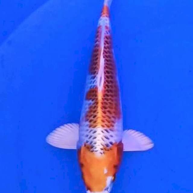 Kojaku 29cm