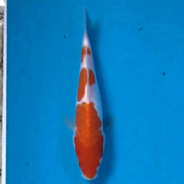 Kohaku doitsu, 16 cm