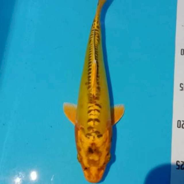 Antik 26cm