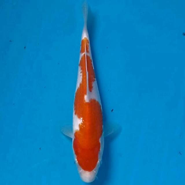Kohaku, 15 cm