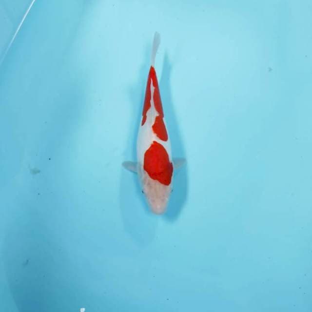 KOHAKU 2 STEP
