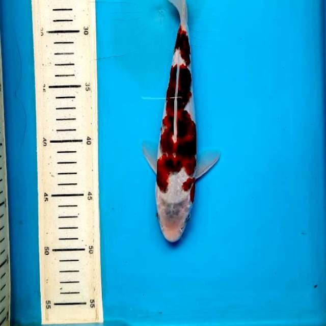 Koromo 24cm