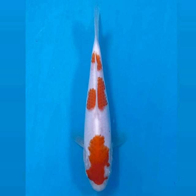 Kohaku, 16 cm