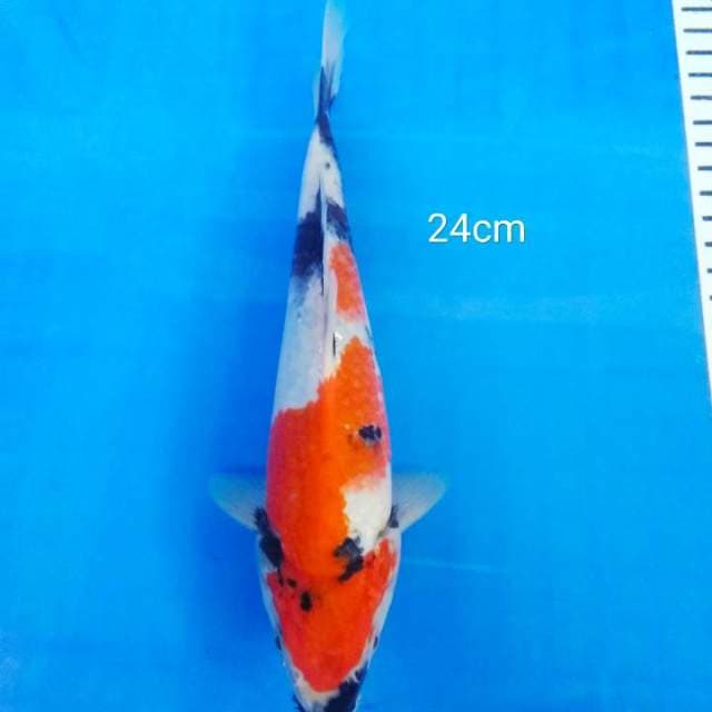 24 cm