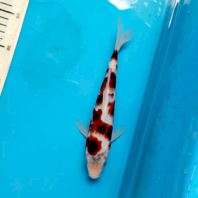 Koromo 23cm