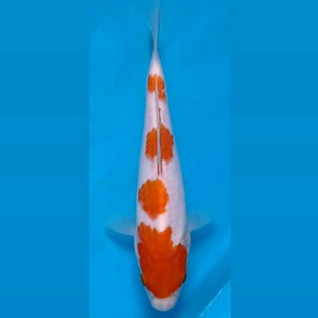 Kohaku, 17 cm