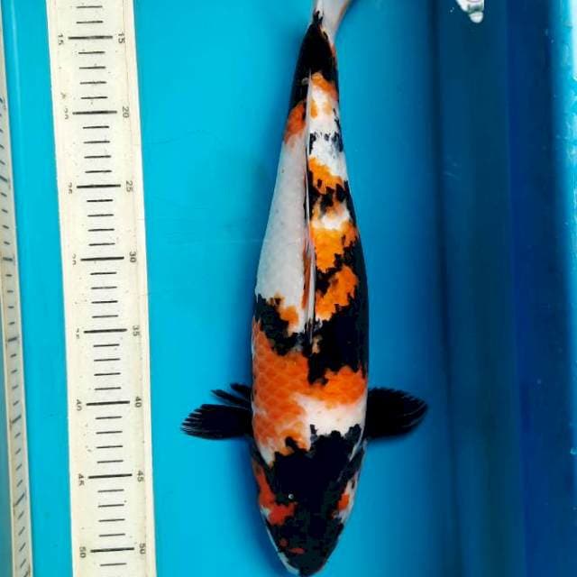 Bakat jumbo Showa 43cm F