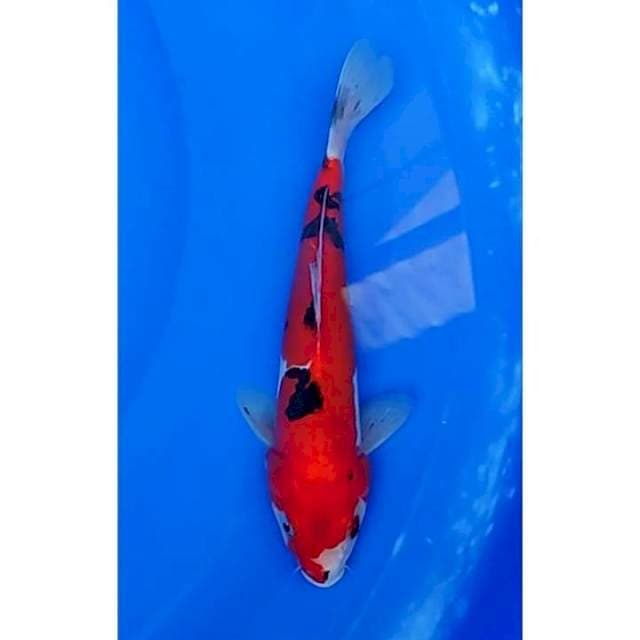 Doitsu Sanke Red Strong 22cm (M)
