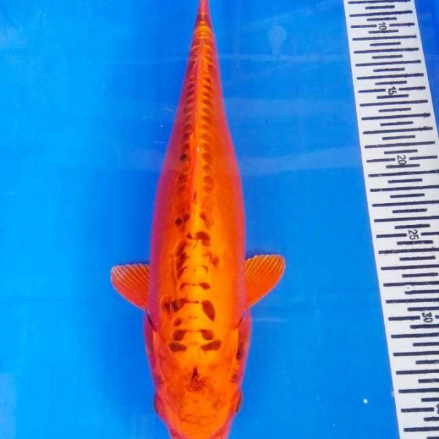 Mizuho 33 cm