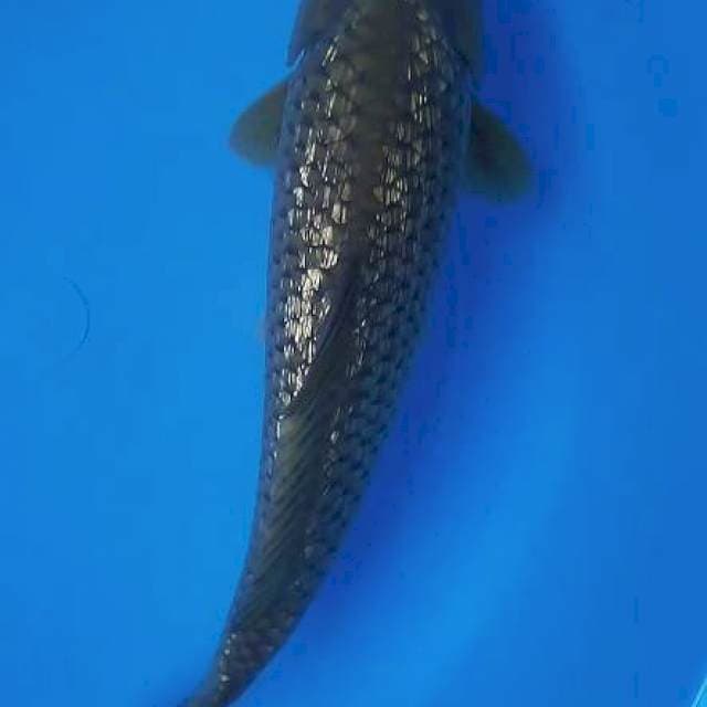 Black Diomond SQ 30cm