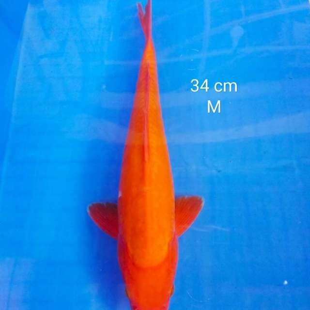 Benigoi jantan 34 cm