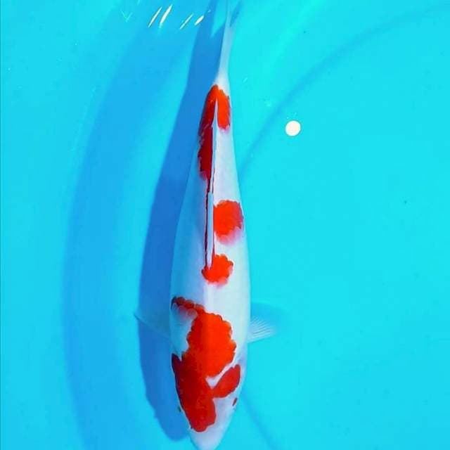Kohaku