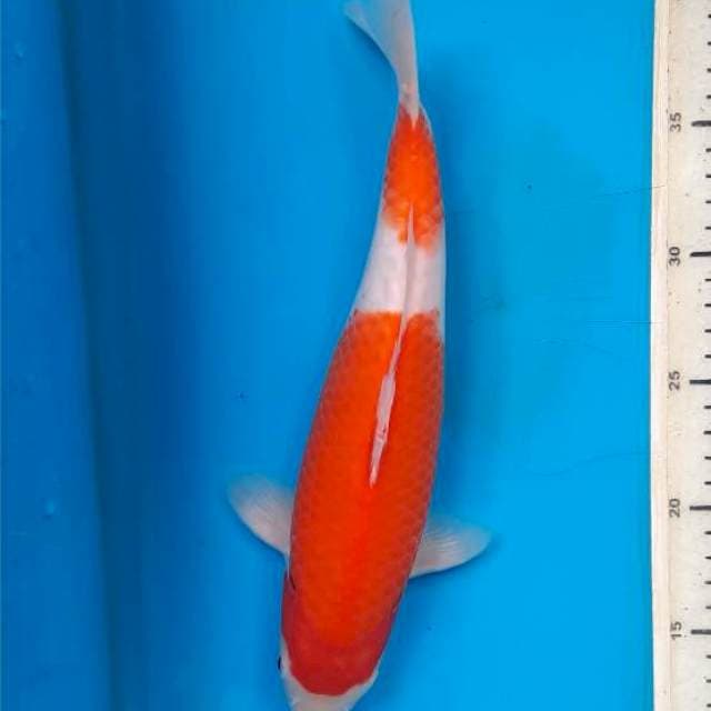 Kohaku 35cm 