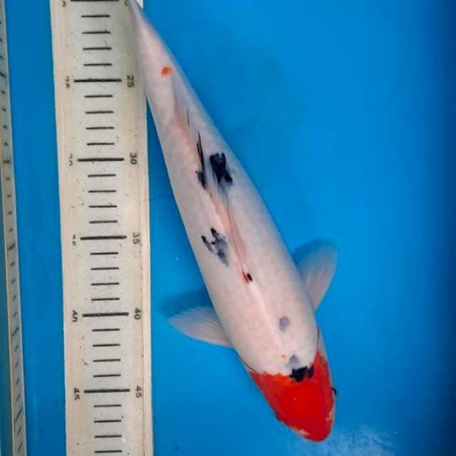 Sanke 35cm 