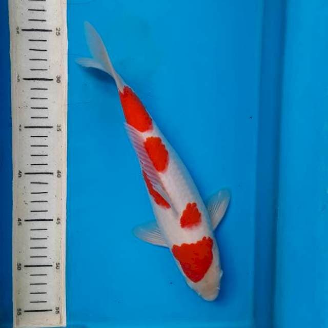 Kohaku 31cm