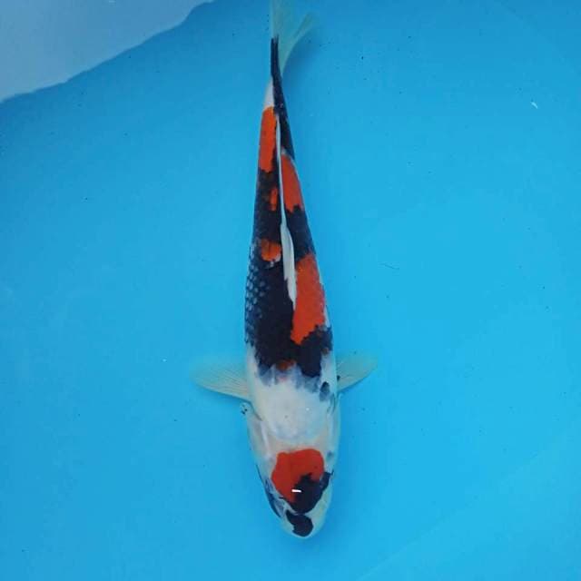 MARUTEN SHOWA