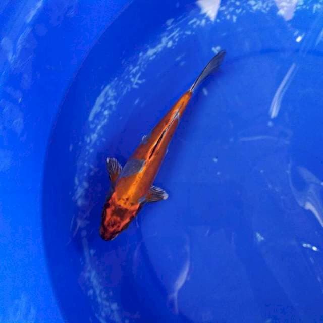 Beni Kiko 21cm