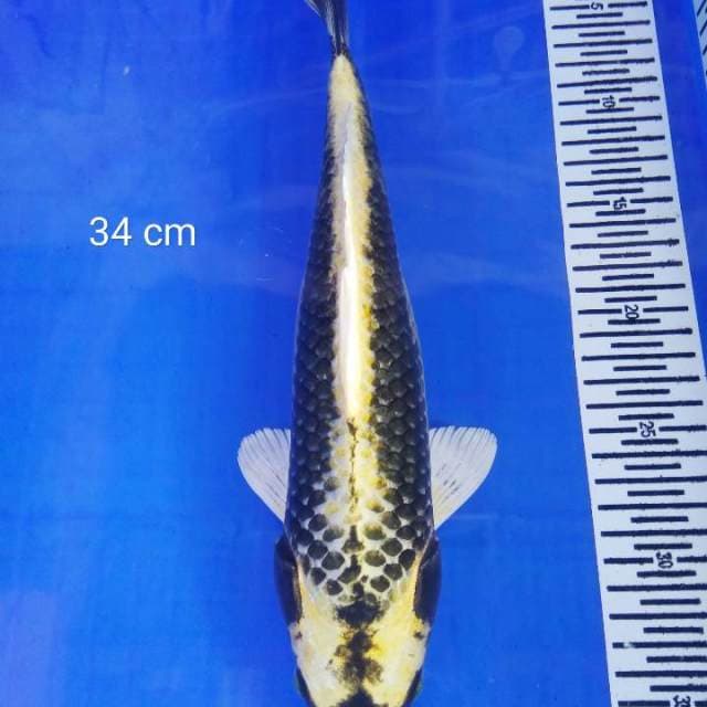 Kabuto 34 cm