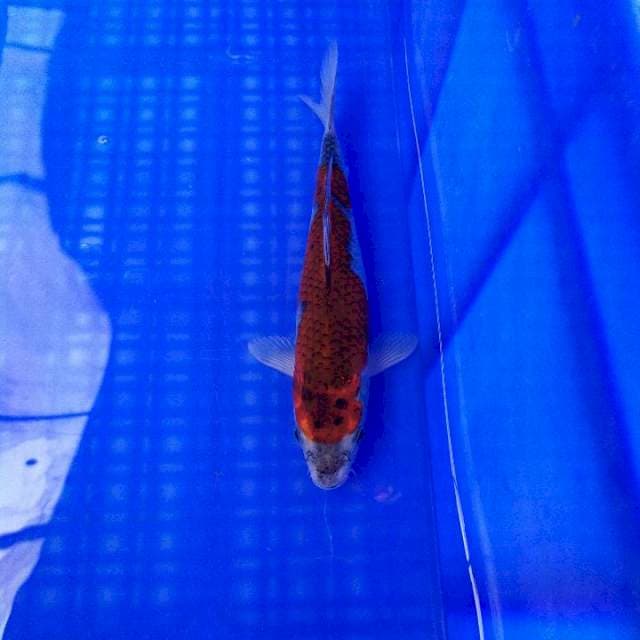 Goshiki 23cm
